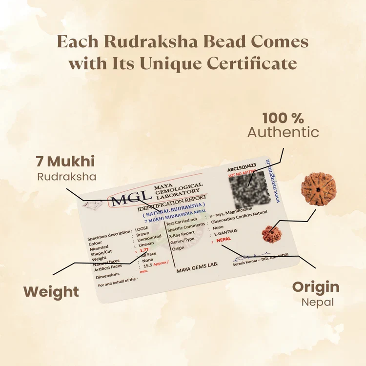7 Mukhi Rudraksha with FREE Shree Yantra (6*6 inch) - Image 8