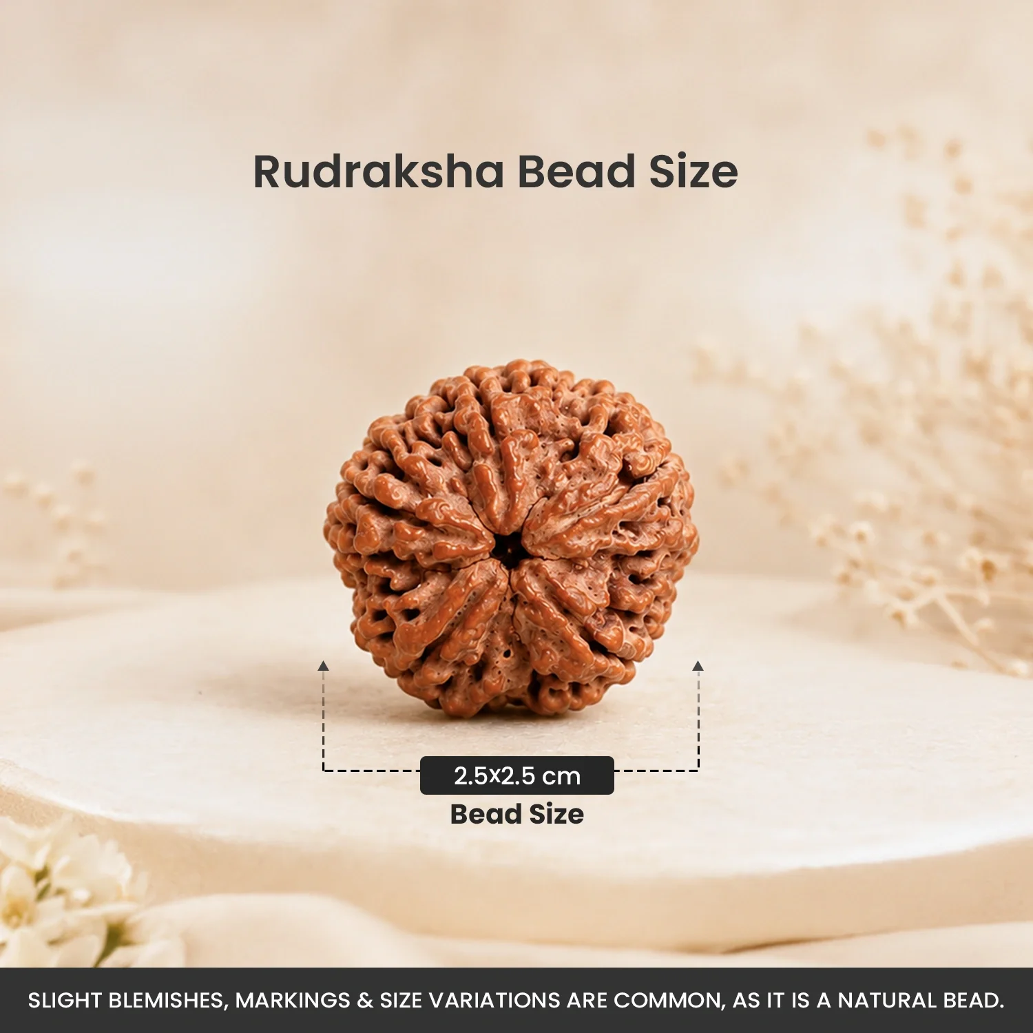 Collector's Edition 5 Mukhi Rudraksha (Nepali Origin) - Image 10