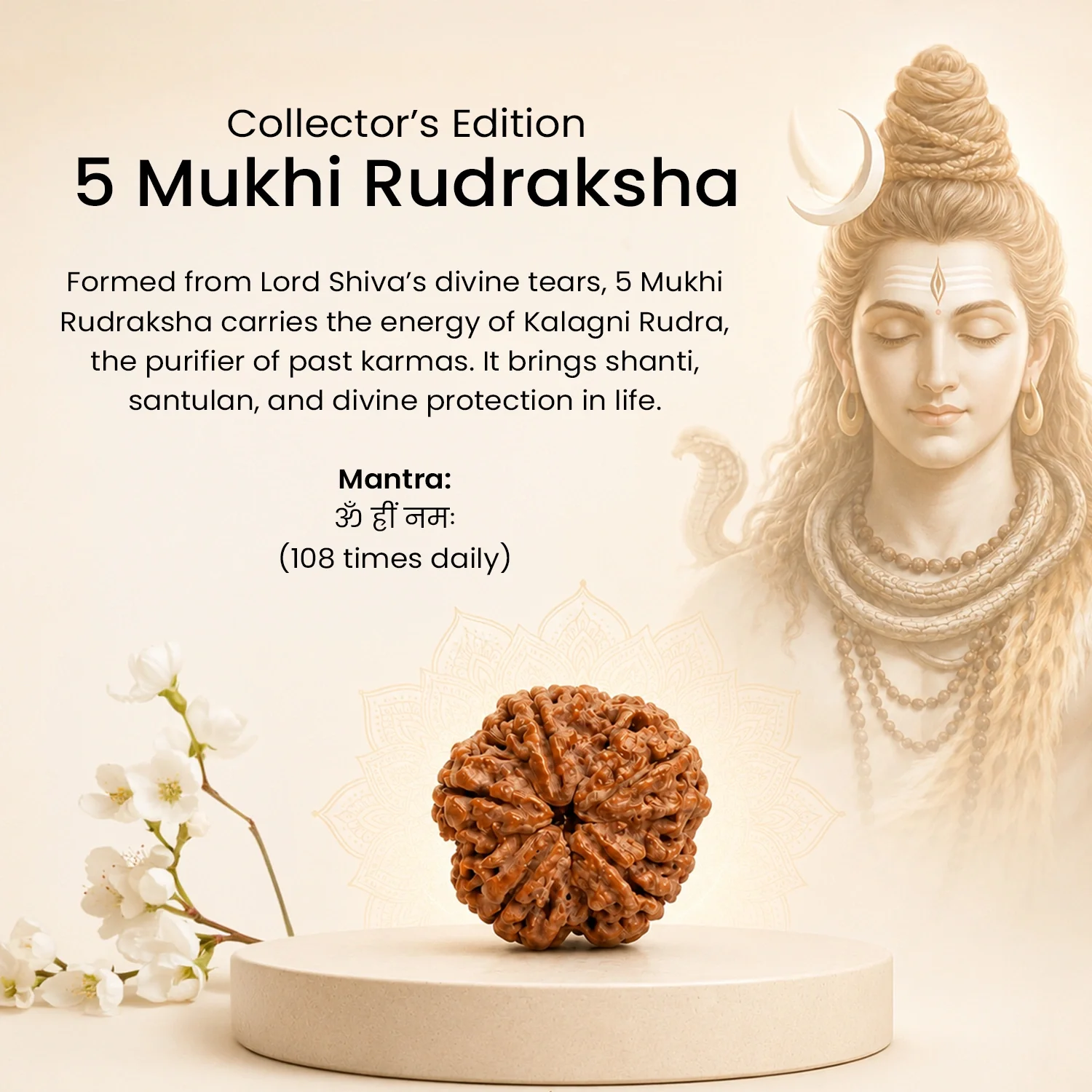 Collector's Edition 5 Mukhi Rudraksha (Nepali Origin) - Image 7