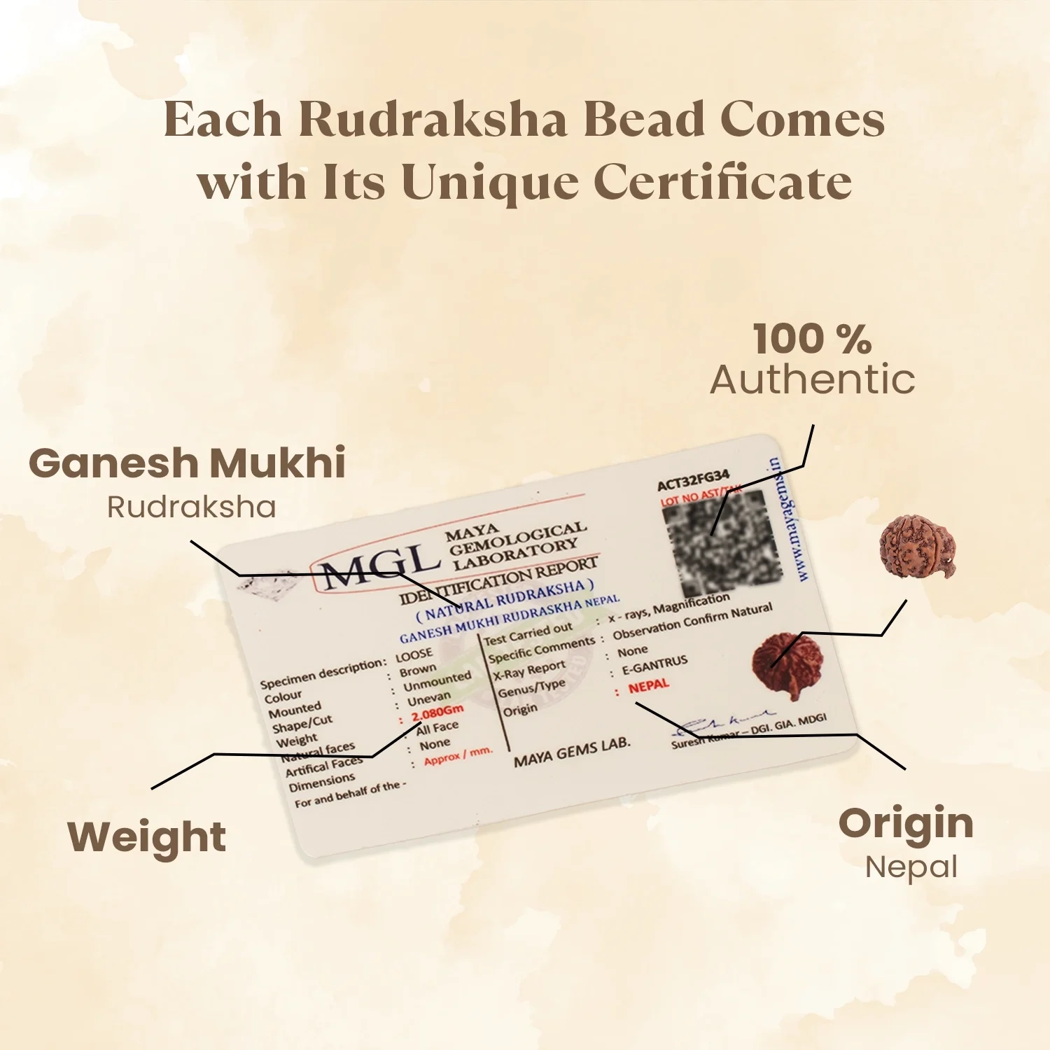 Nepal Origin Ganesh Mukhi Rudraksha - 17mm to 22mm - Image 3