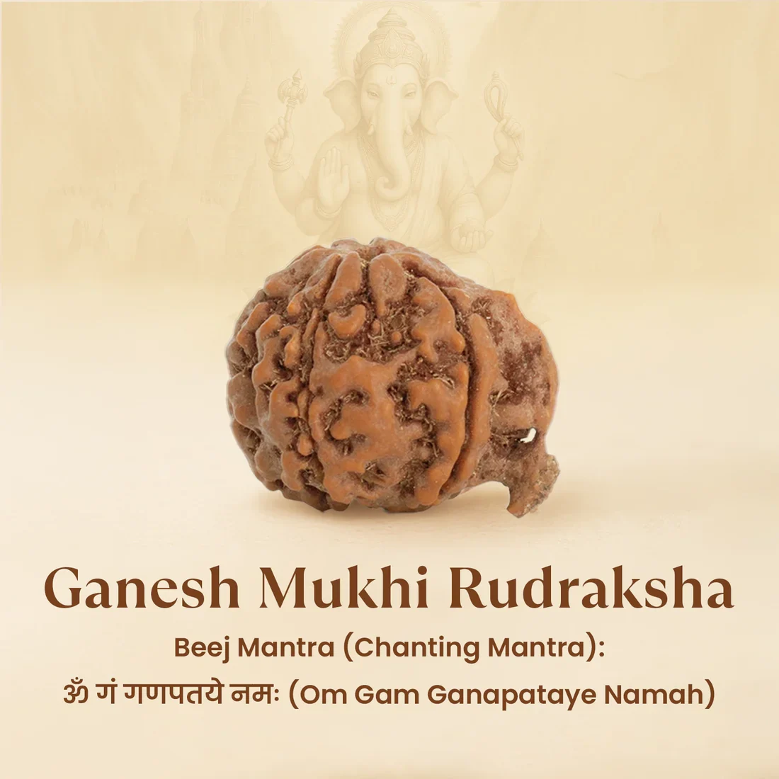 Pyrite Ganesh Ji Murti with Ganesh Mukhi Rudraksha - Image 4