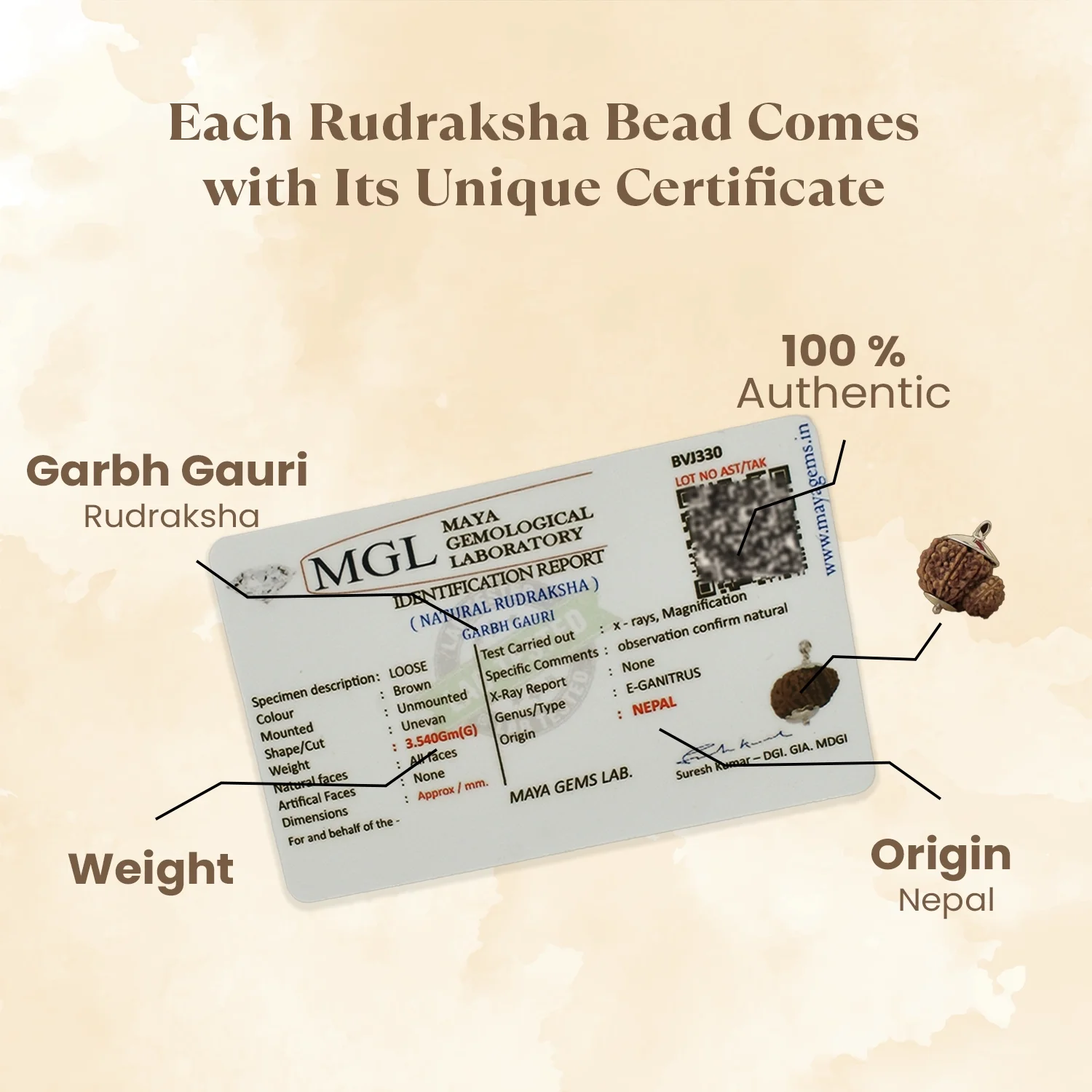 Nepal Origin Garbh Gauri Rudraksha -  17mm - 22mm - Image 3