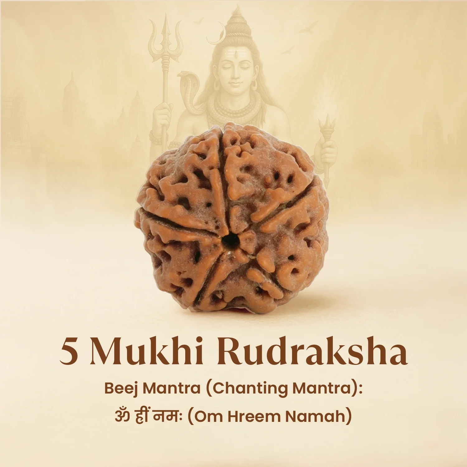 Kashi Siddh Nepal Origin 5 Mukhi Rudraksha - 17mm to 22mm - Image 6