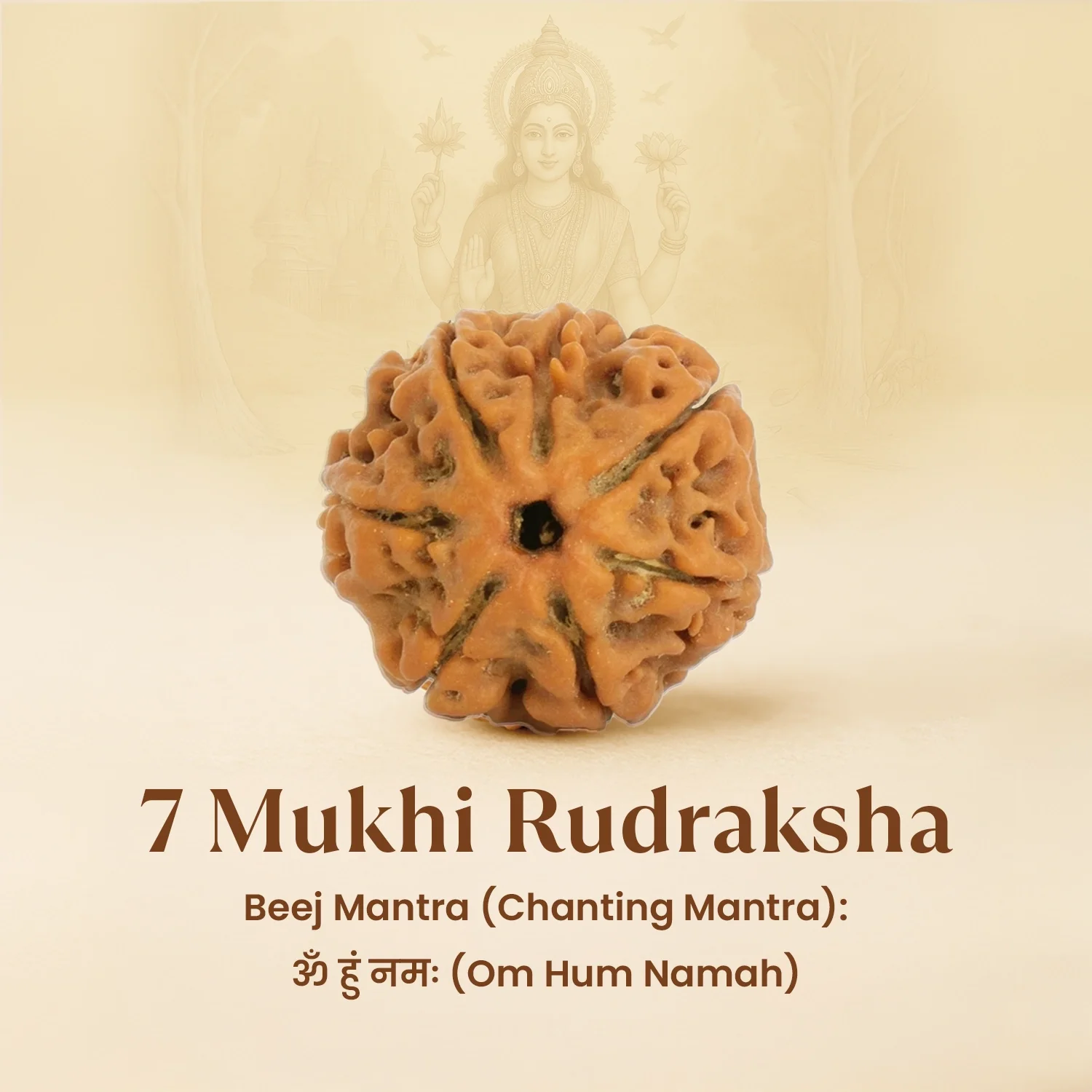 Kashi Siddh Nepal Origin 7 Mukhi Rudraksha - 17mm to 22mm - Image 8