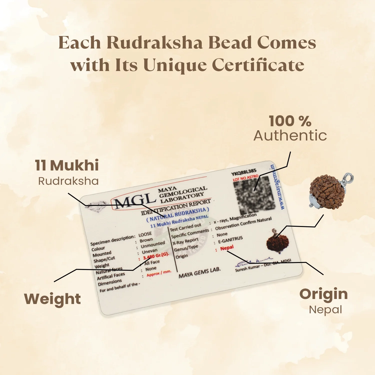 Kashi Siddh Nepal Origin 11 Mukhi Rudraksha - 17mm to 22mm - Image 4