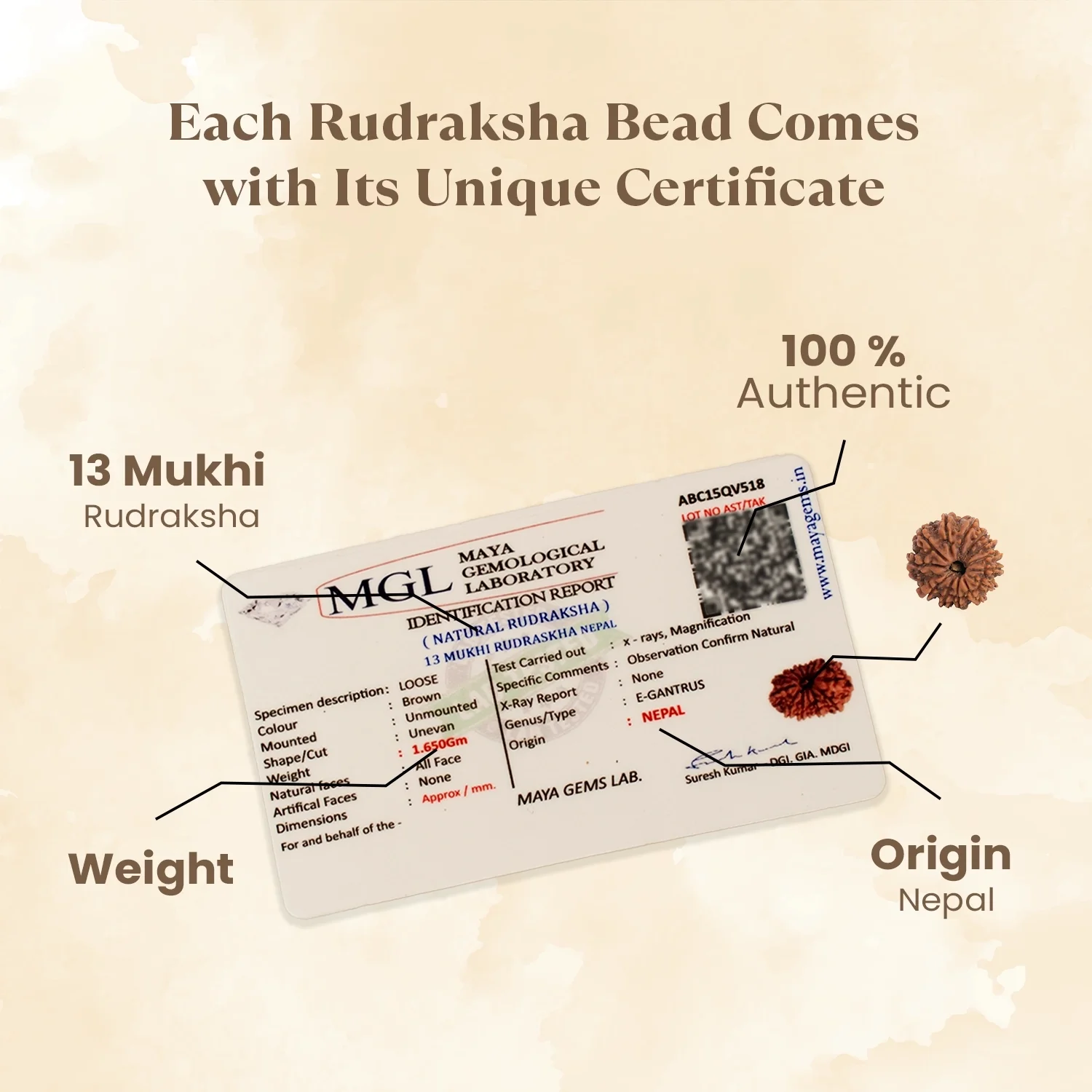 Kashi Siddh Nepal Origin 13 Mukhi Rudraksha - 17mm to 22mm - Image 4