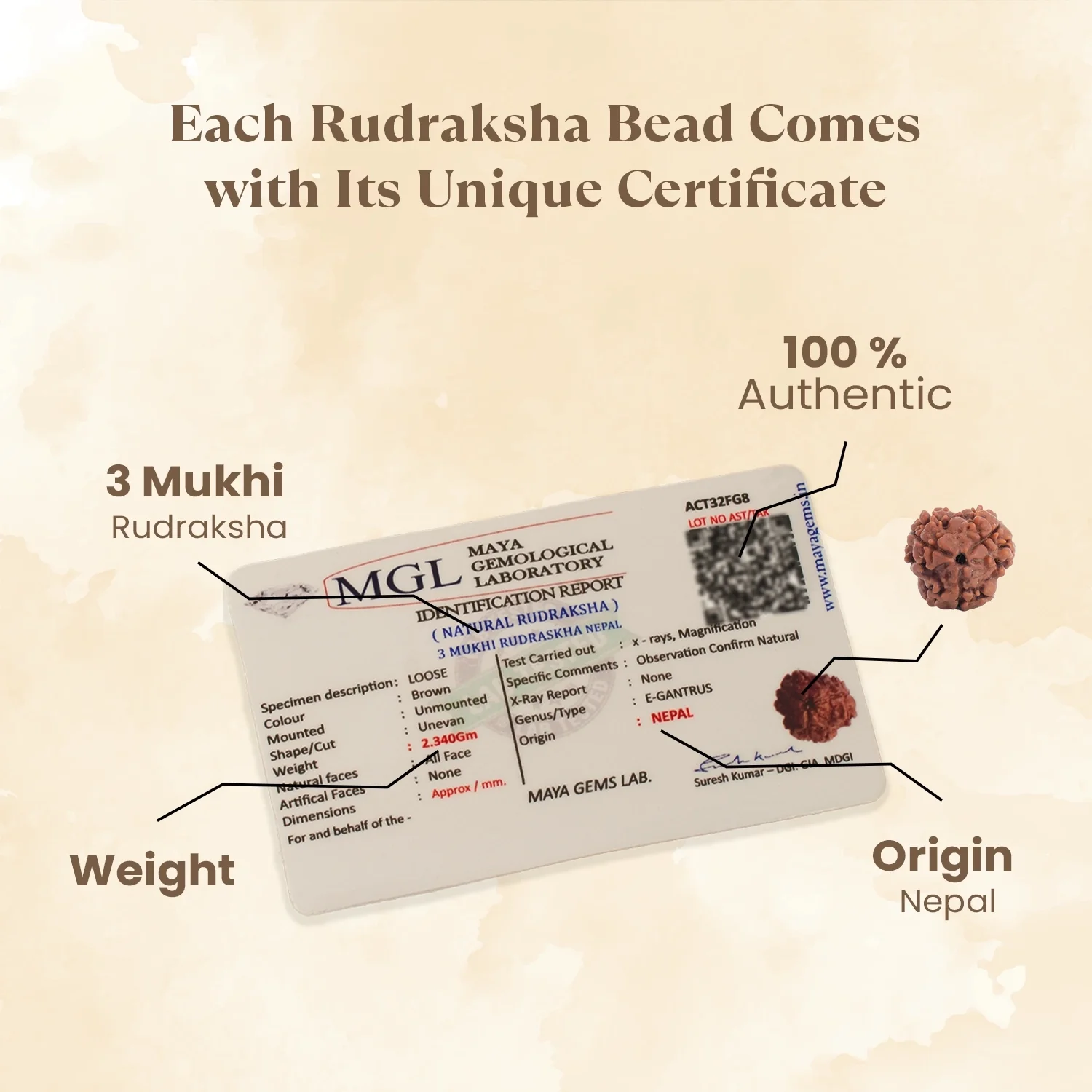 Kashi Siddh Nepal Origin 3 Mukhi Rudraksha - 17mm to 22mm - Image 4