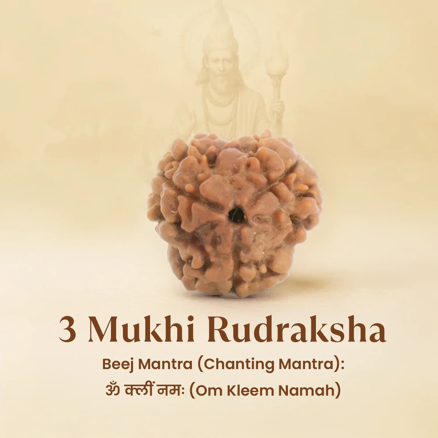 Kashi Siddh Nepal Origin 3 Mukhi Rudraksha - 17mm to 22mm - Image 6