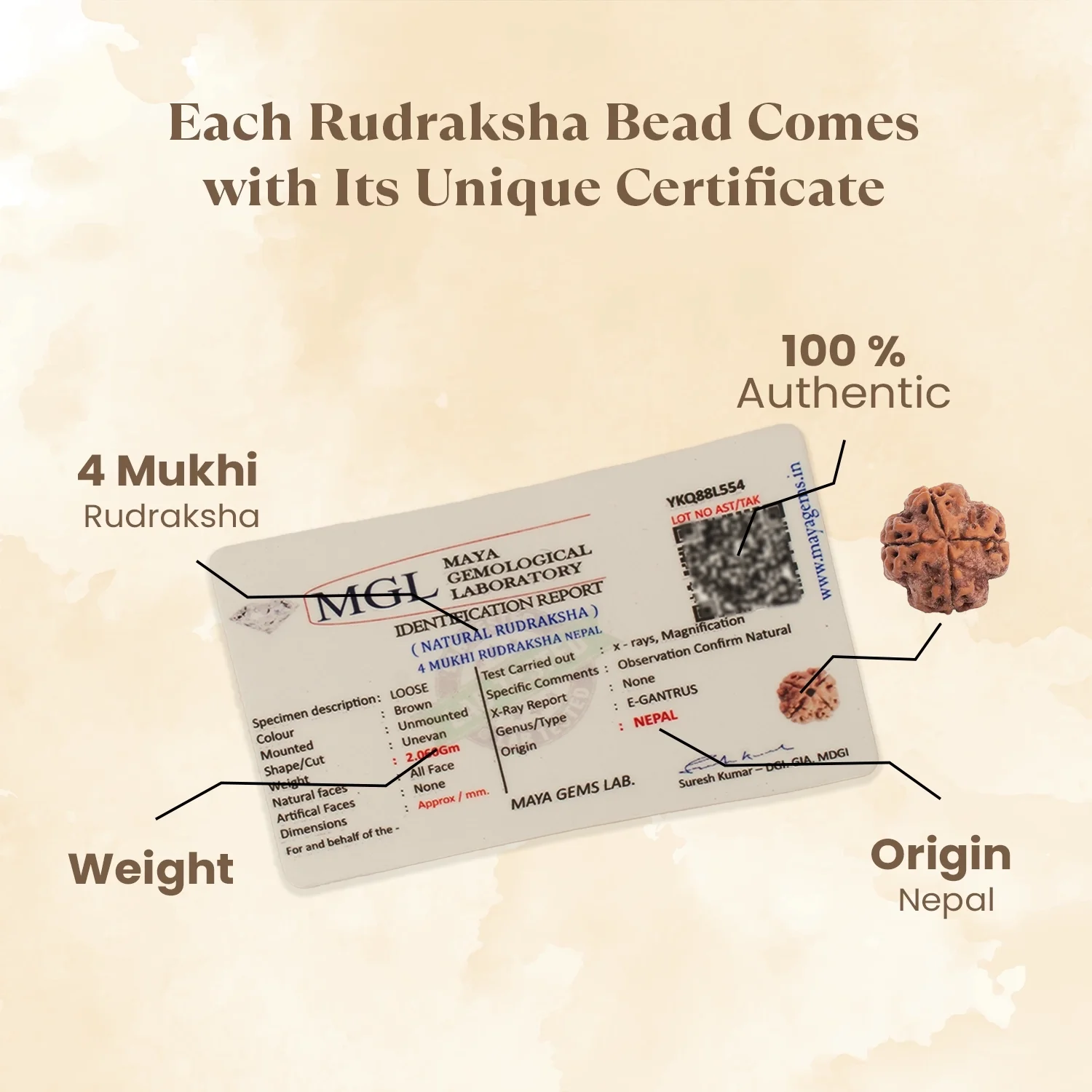 Kashi Siddh Nepal Origin 4 Mukhi Rudraksha - 17mm to 22mm - Image 4