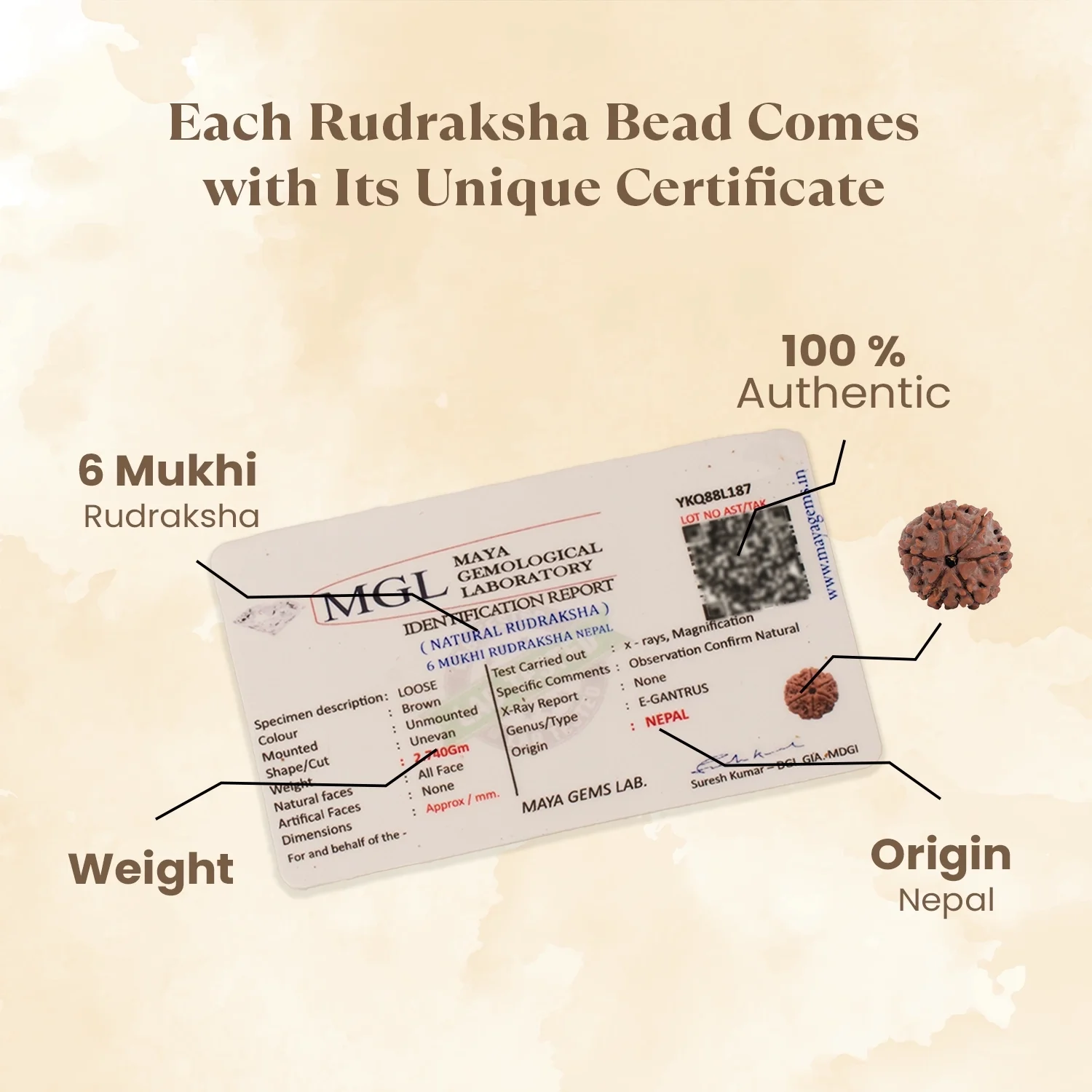 Kashi Siddh Nepal Origin 6 Mukhi Rudraksha - 17mm to 22mm - Image 4