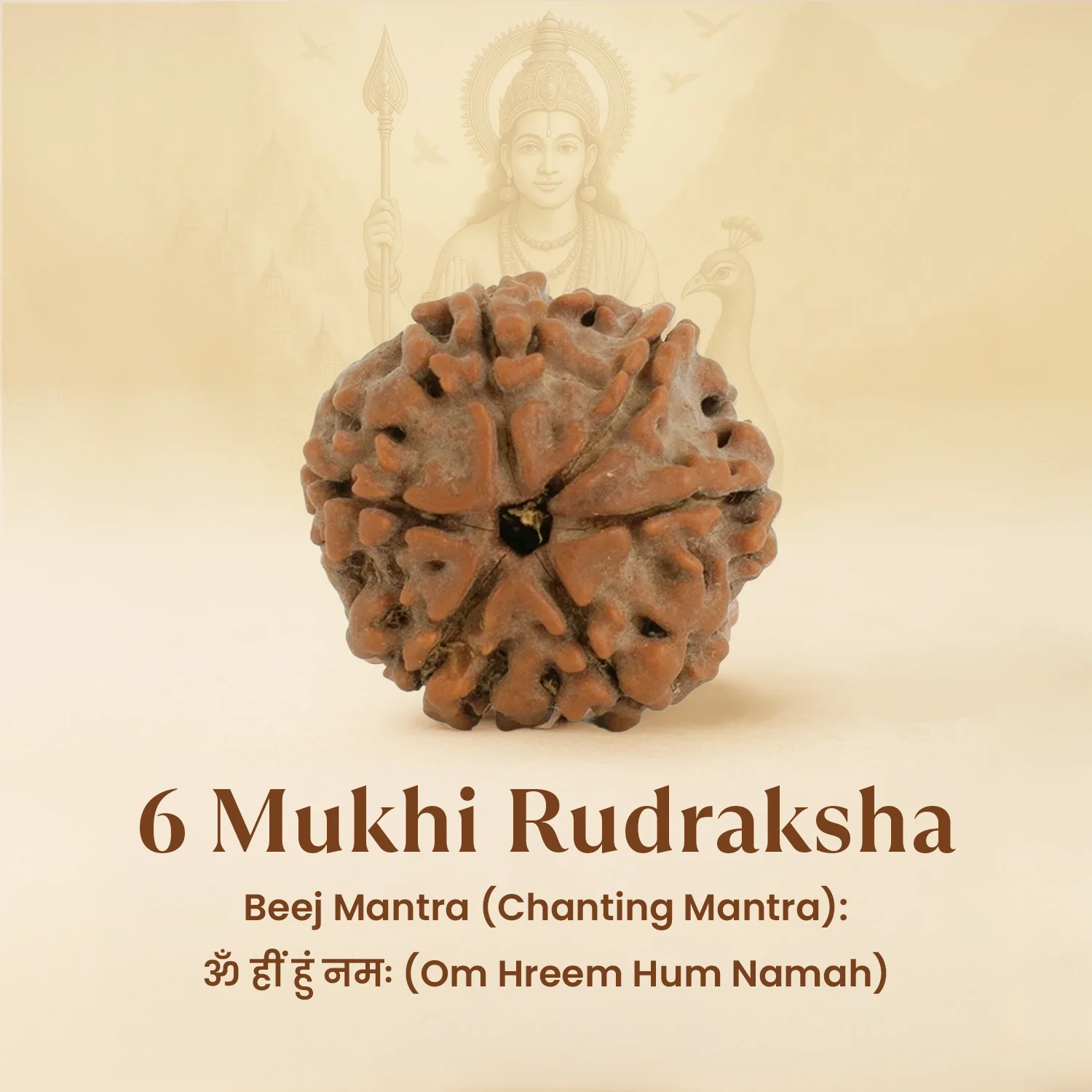 Kashi Siddh Nepal Origin 6 Mukhi Rudraksha - 17mm to 22mm - Image 6