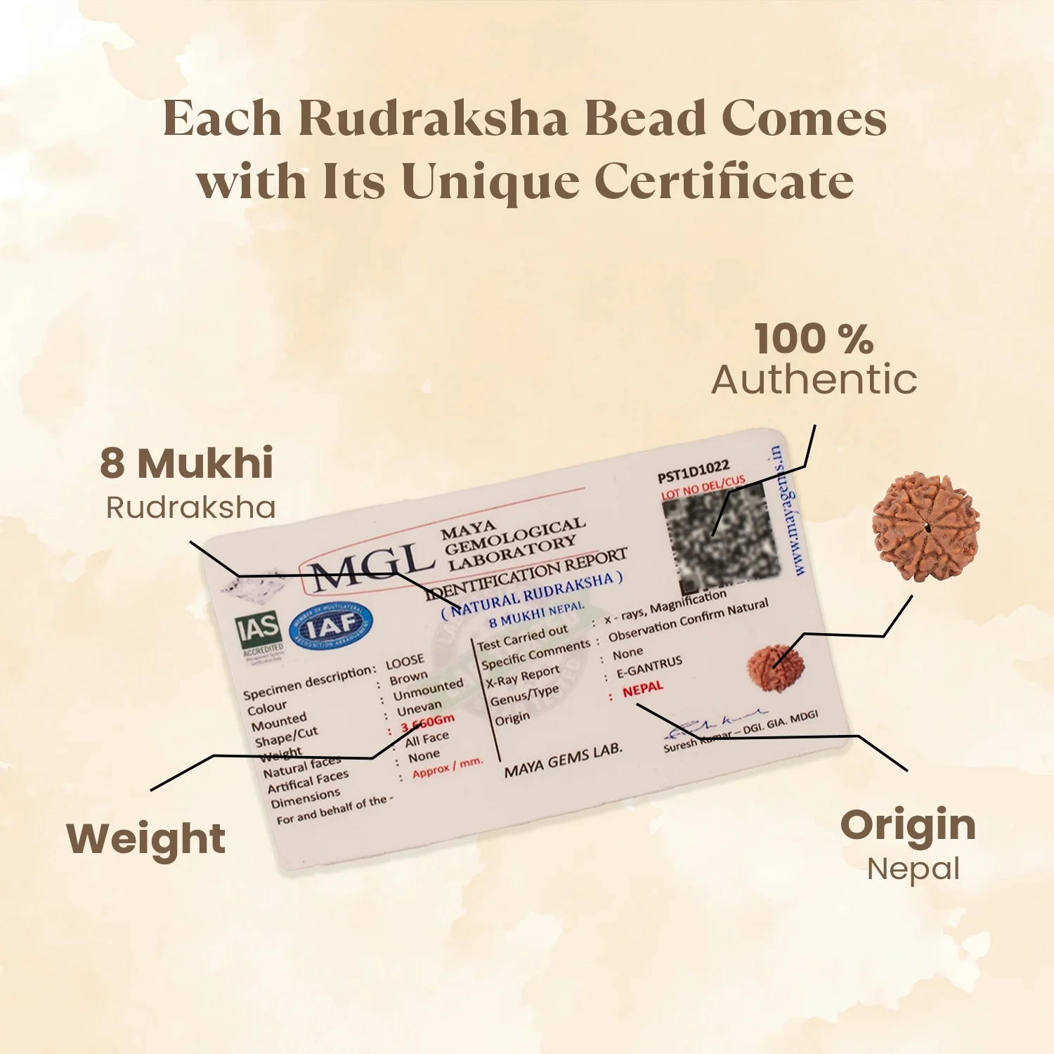 Kashi Siddh Nepal Origin 8 Mukhi Rudraksha - 17mm to 22mm - Image 4