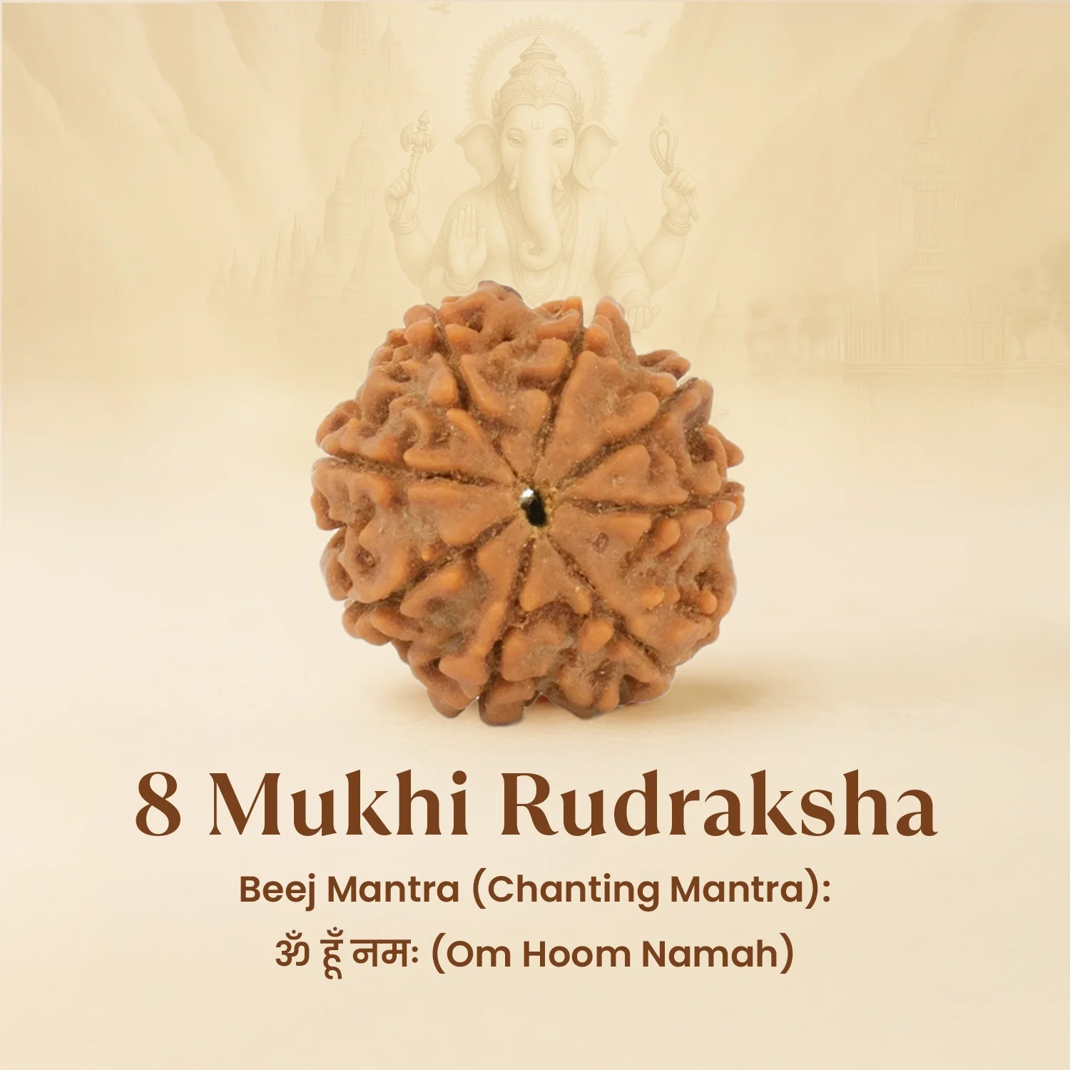 Kashi Siddh Nepal Origin 8 Mukhi Rudraksha - 17mm to 22mm - Image 6