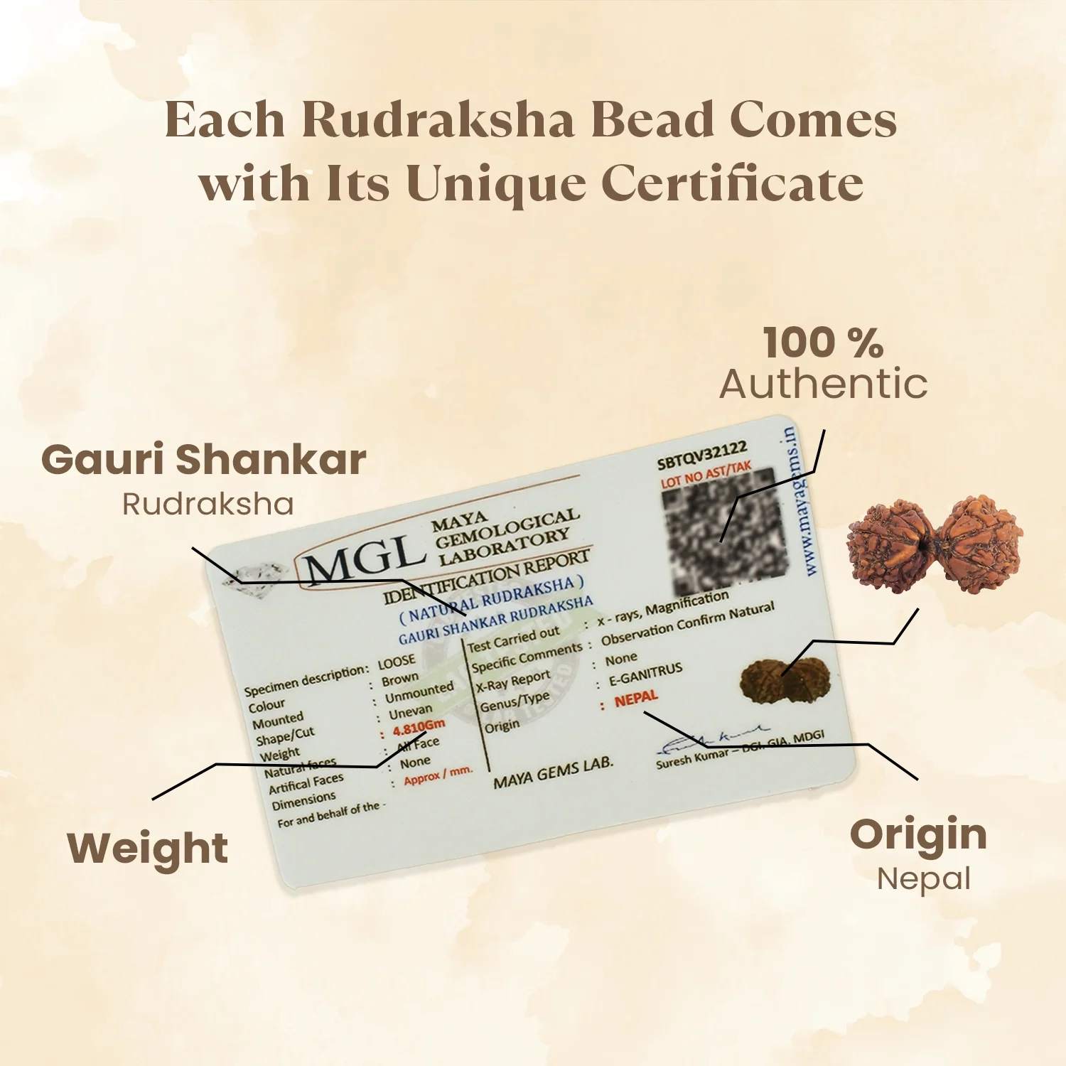 Kashi Siddh Nepal Origin Gauri Shankar Rudraksha - 17mm to 22mm - Image 4