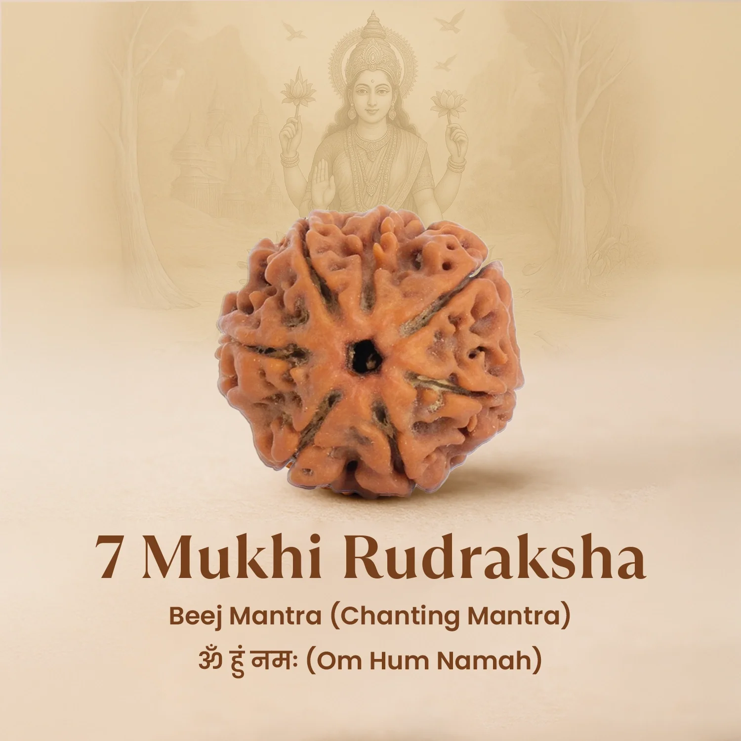 Maha Lakshmi Siddh Nepal Origin 7 Mukhi Rudraksha - 17mm to 22mm - Image 5