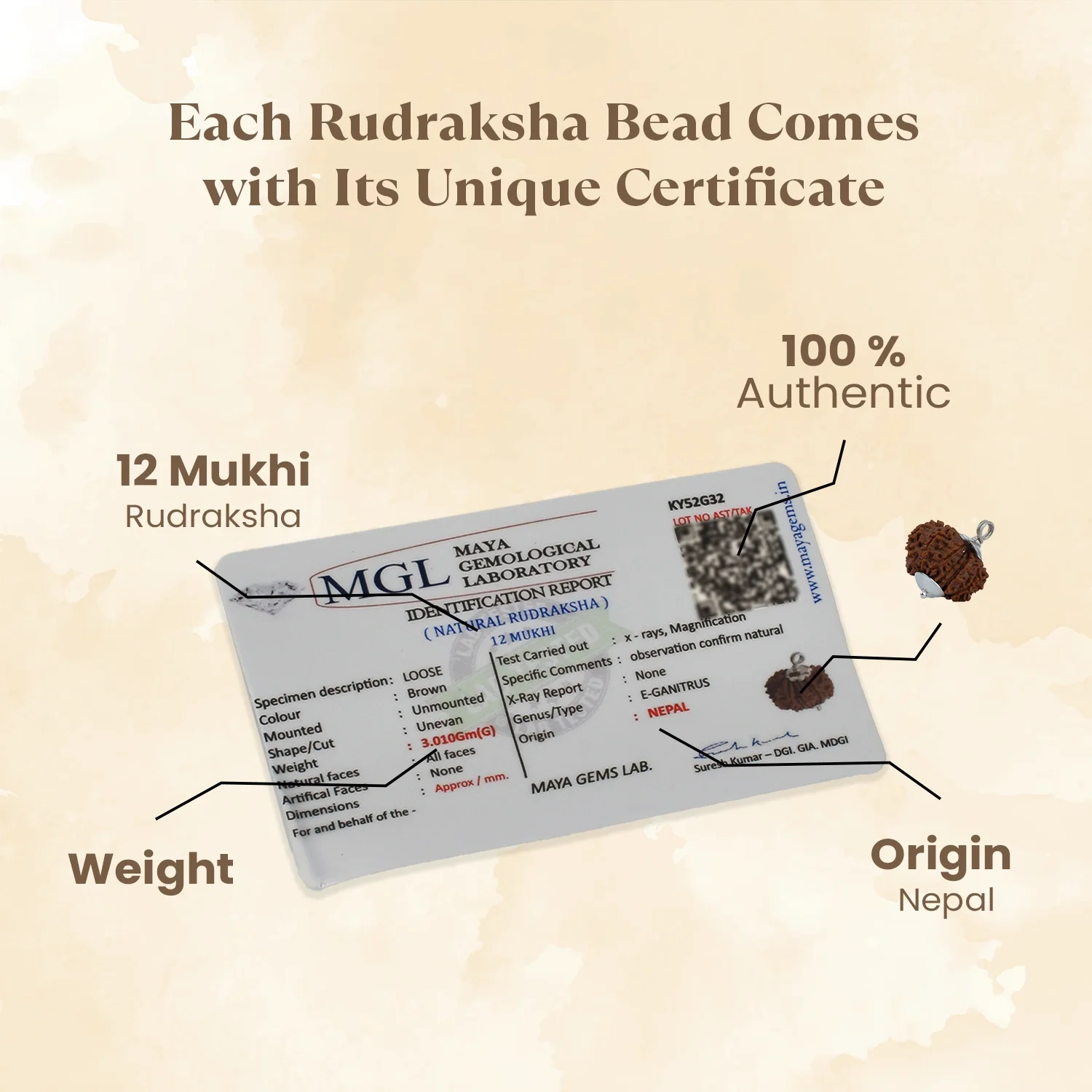 Nepal Origin 12 Mukhi Rudraksha - 17mm to 22mm - Image 4