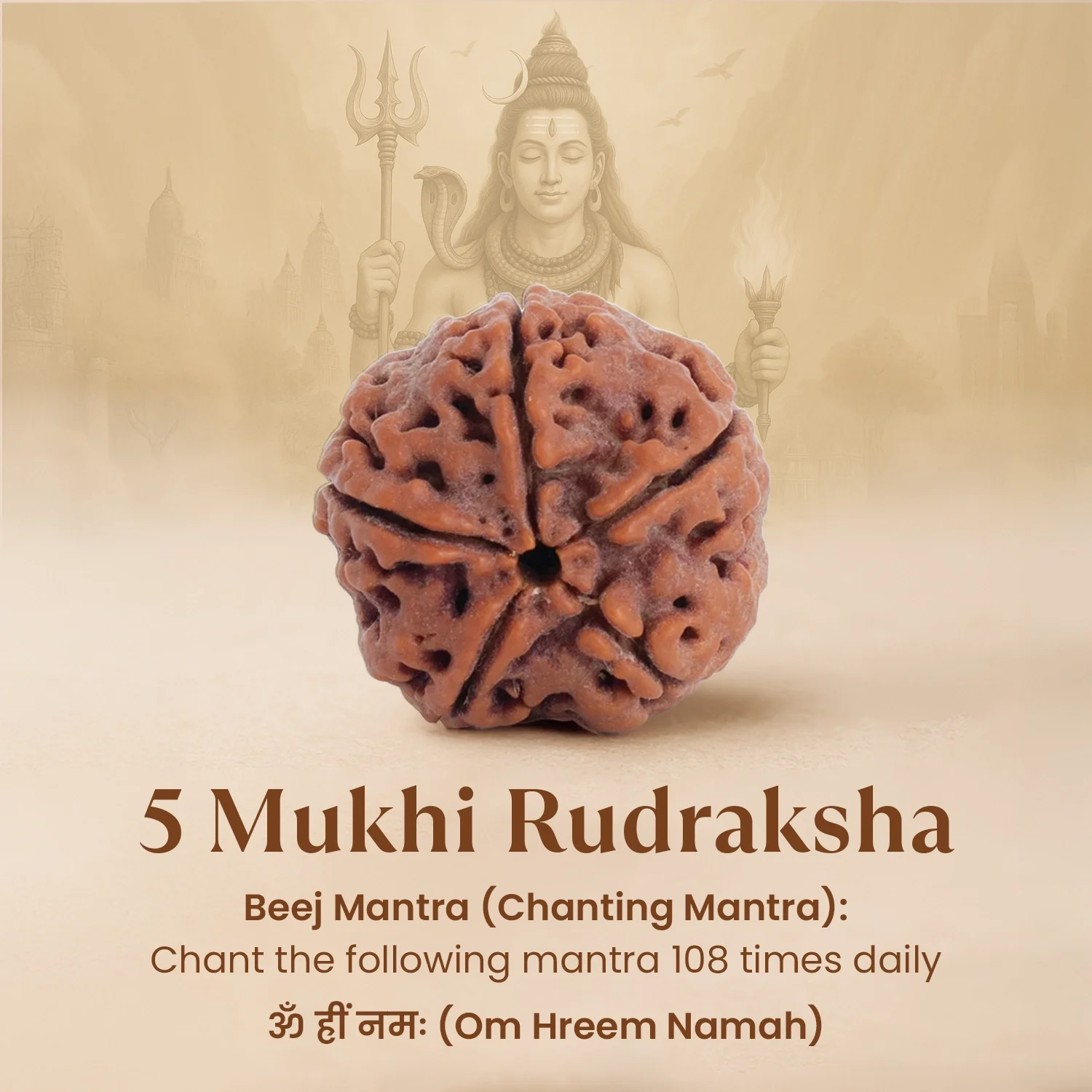 Nepal Origin 5 Mukhi Rudraksha Bead - 8mm to 12mm (FREE GIFT) - Image 3