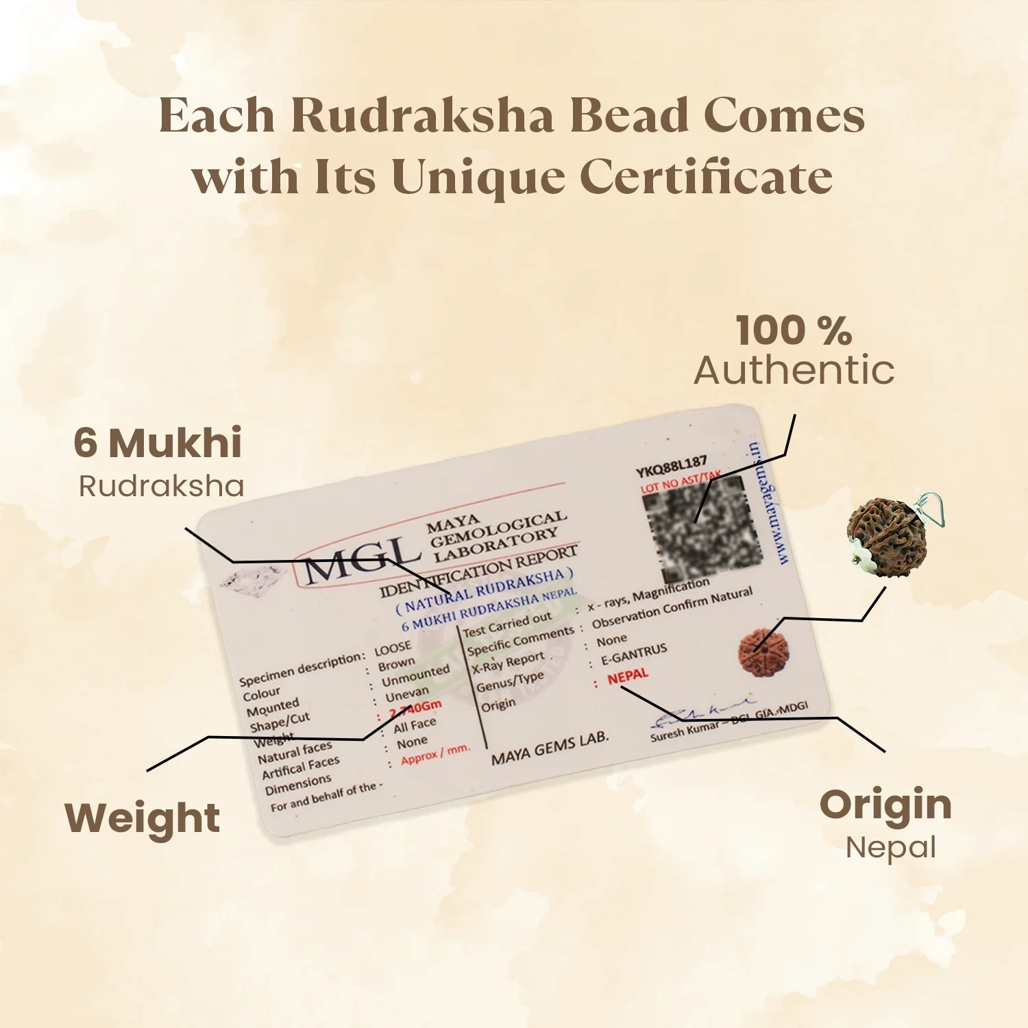 Nepal Origin 6 Mukhi Rudraksha - 17mm to 22mm - Image 3