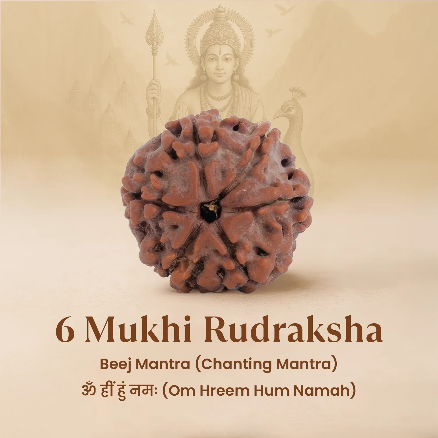 Nepal Origin 6 Mukhi Rudraksha - 17mm to 22mm - Image 5